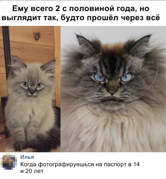 Забавные фото котеек