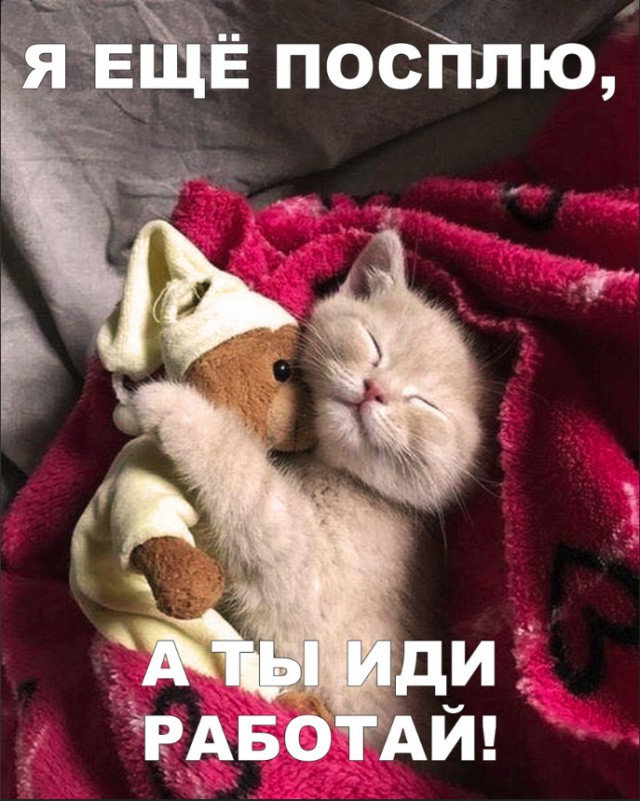 Забавные фото котеек