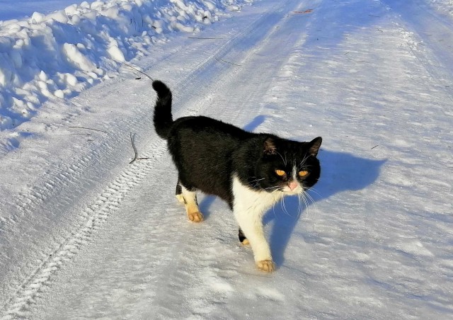 Котовторник!