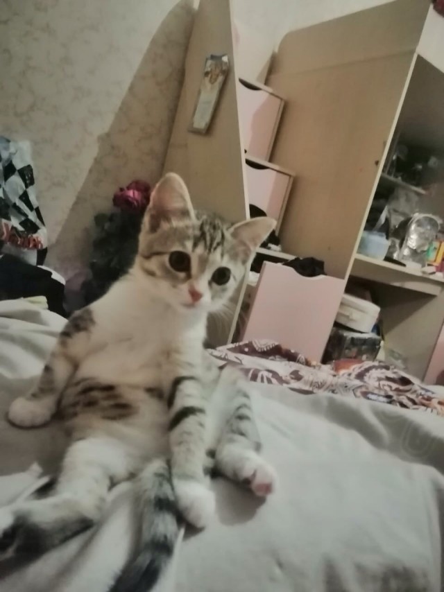 Забавные фото котеек