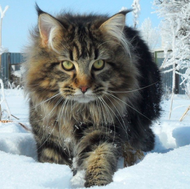 Забавные картинки с котами из сети