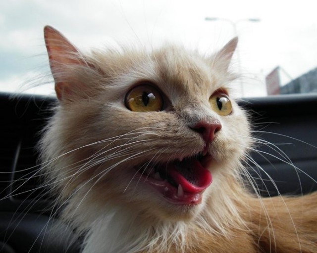 Котики