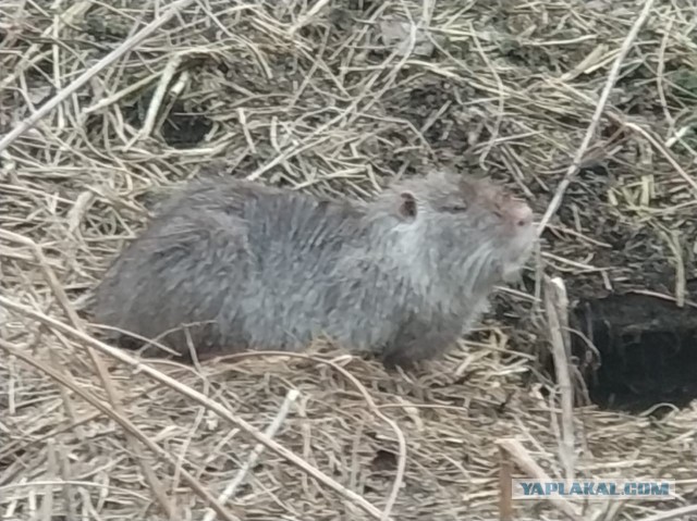 Казнить нельзя помиловать