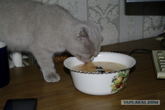Котики. Было - стало