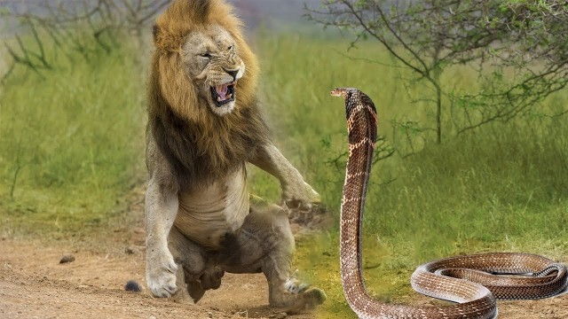 Королевская кобра: Враг среди своих. Королева смерти уничтожает остальных змей