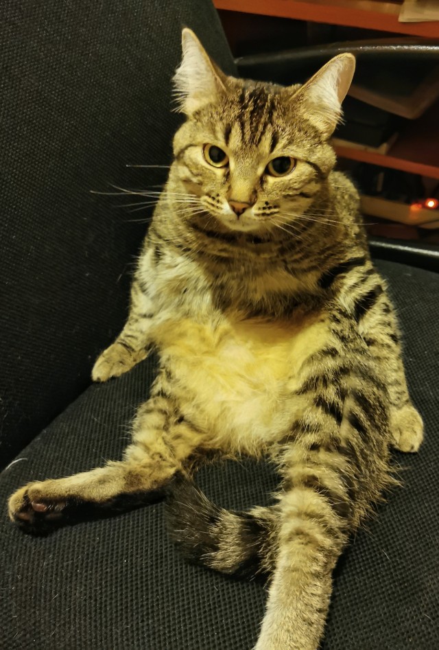 "Удоли!" Дурацкие фото котеек, которые они просили не показывать