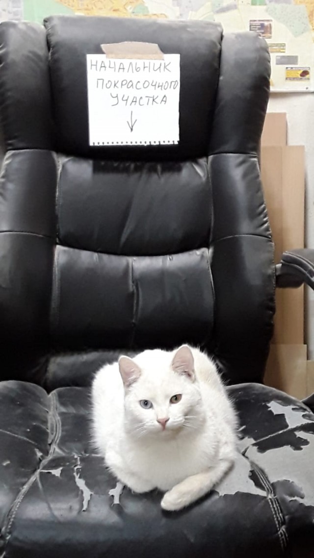 Котокартинки и котобуквы