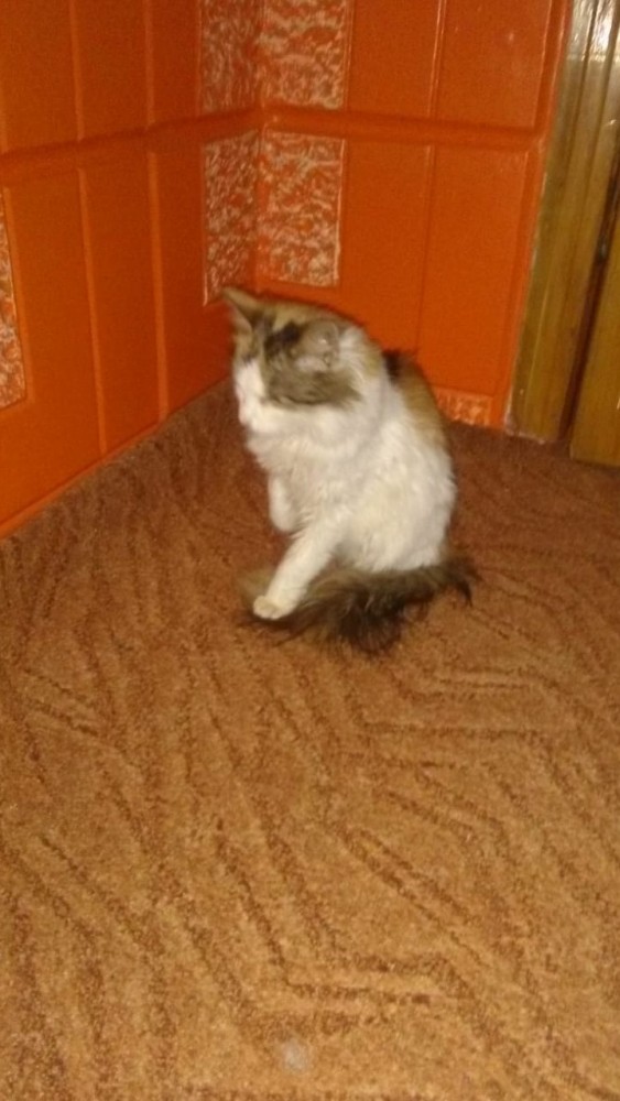 Житие одного кота. В фотографиях. Вторник же...