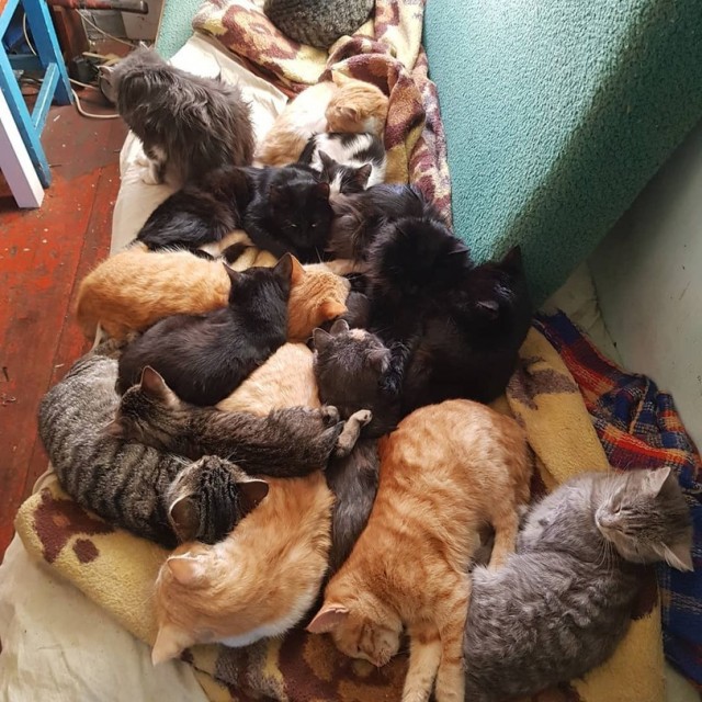 Коты они такие