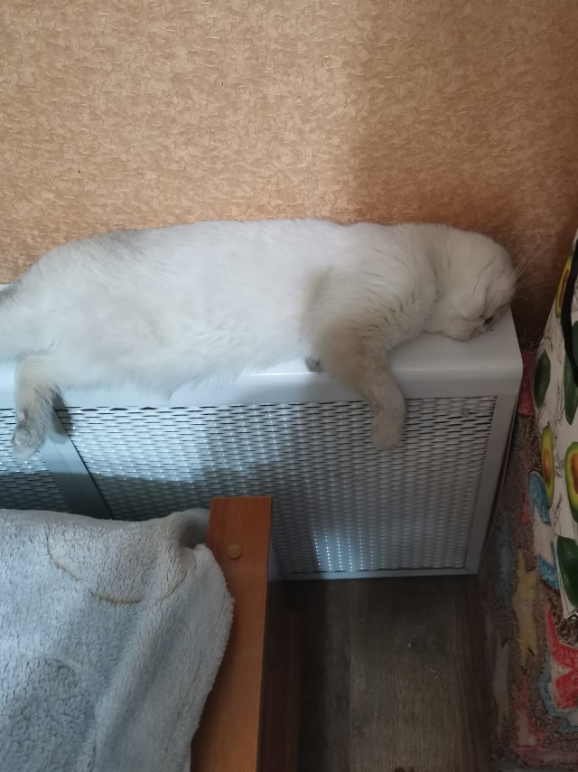 Котовторник. Добавляйте своих