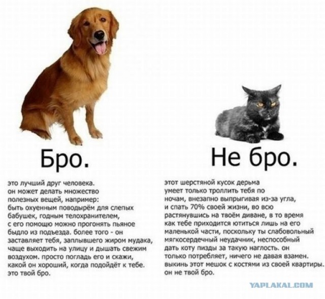 Собака радуется возвращению хозяина.