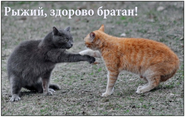 Здравствуйте, кот