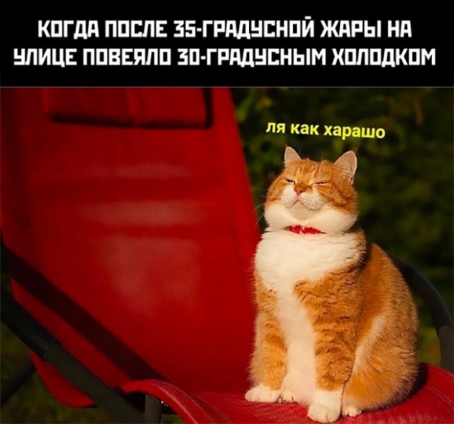 Картинки и мемы для настроения
