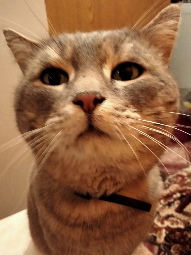 Котовторник