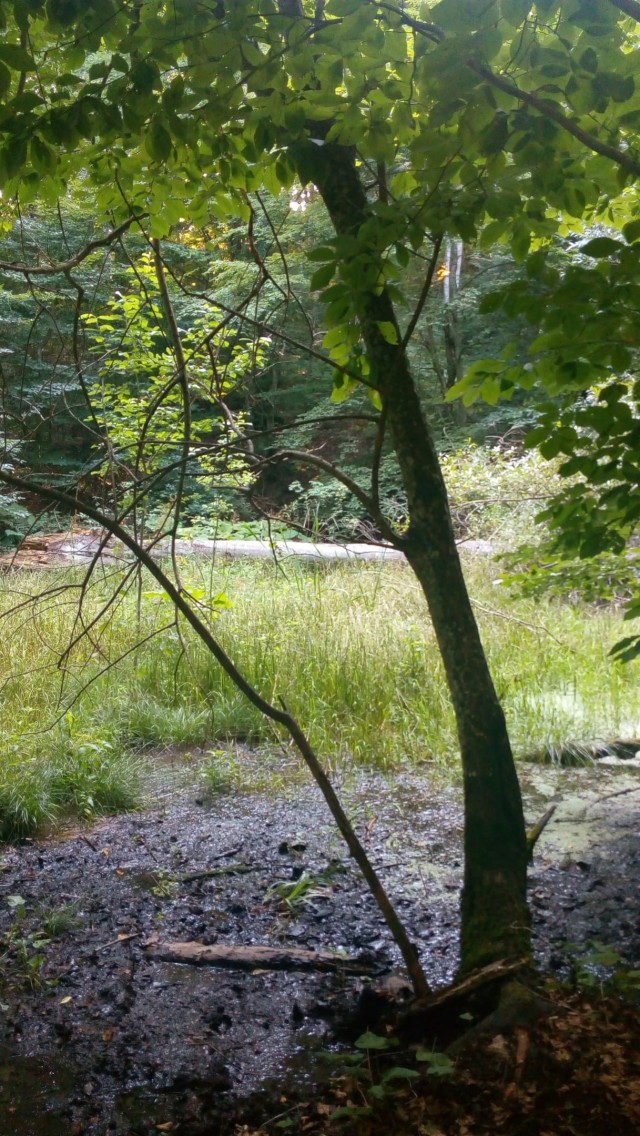 Товарищеский матч на литературном поле! Графоманы ЯПа против коллег сайта NewAuthor