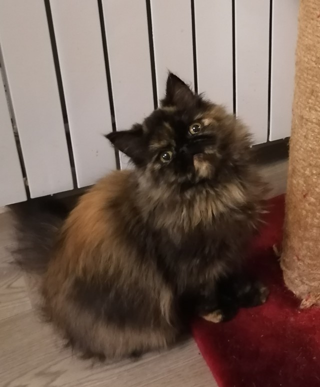 Вы, что спите? Вставайте, котовторник же!