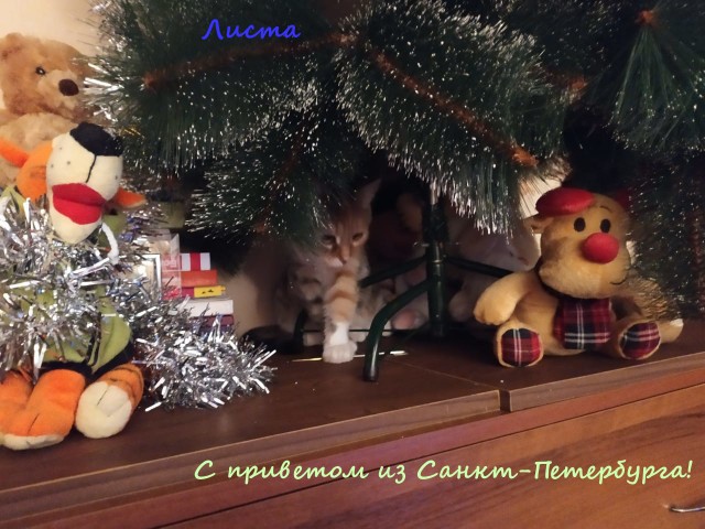 Жизнь домашнего приюта "Котоленд" 317