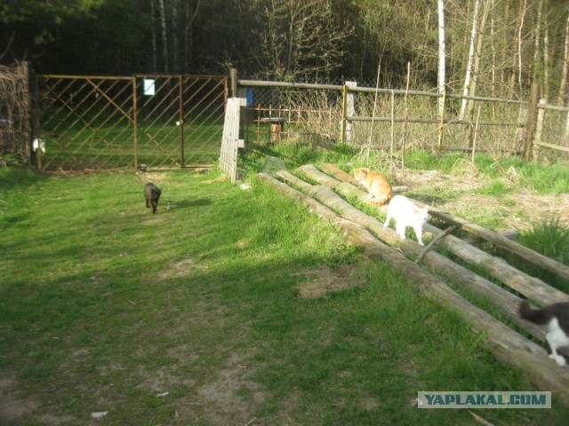 Жизнь домашнего приюта для котеек 392