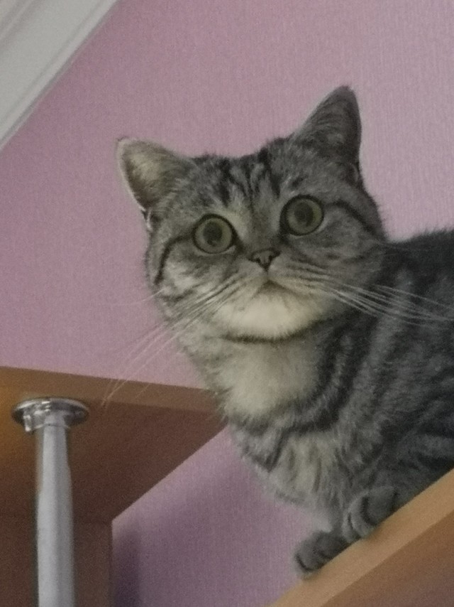 Котовторник.