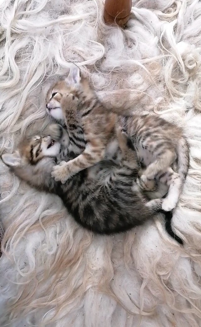 Мощный славянский оберег от всех проблем - Котоврат!