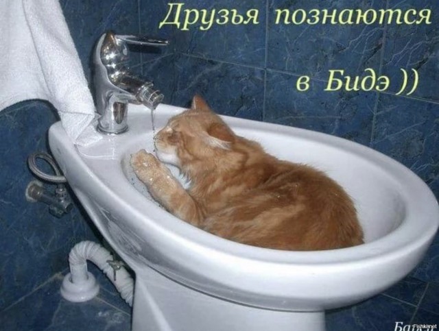 Друг в беде не бросит, лишнего не спросит!