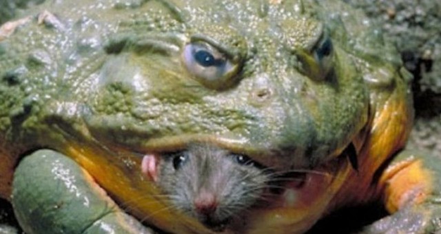 Попытка каннибализма