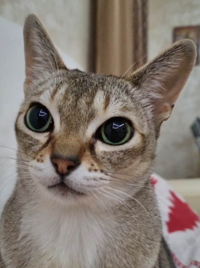 Немного милоты в котовторник