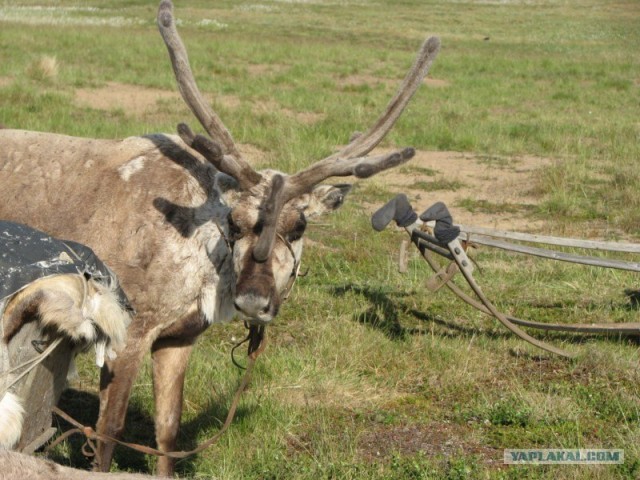 Ямал. Два времени года
