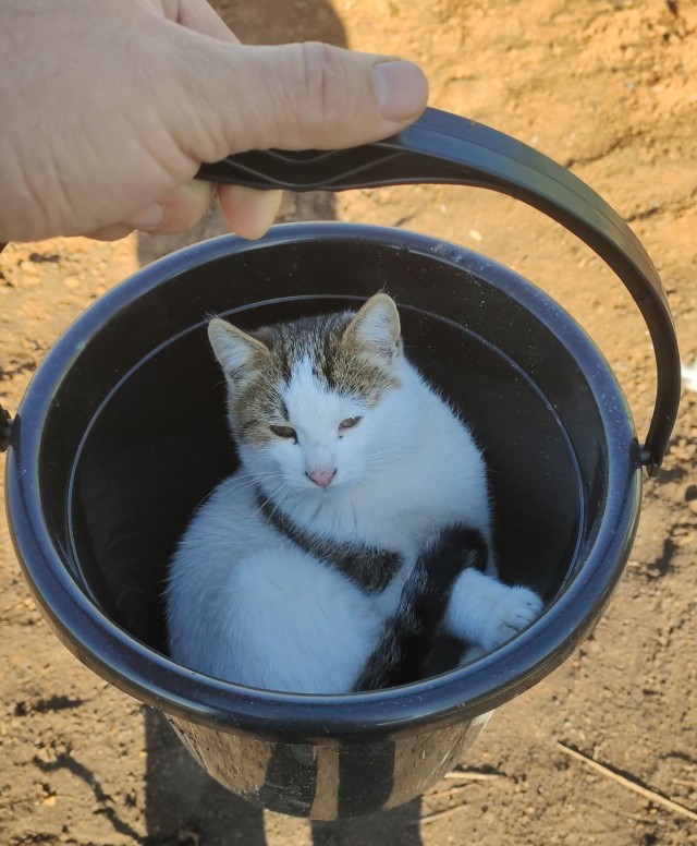 Котовторник 1.11.22
