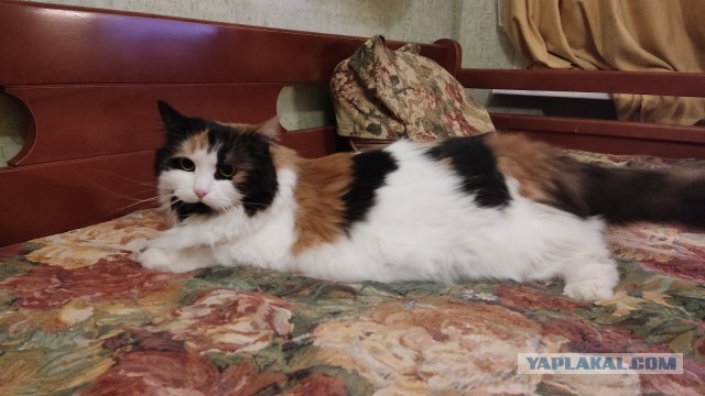 Котородня