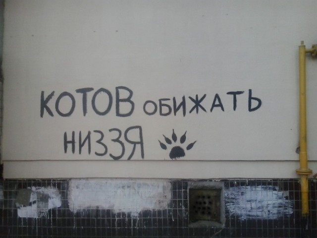 Миллионный штраф за обиженного котика