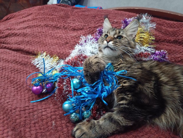 Кошка