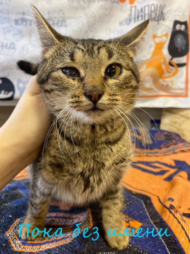 Жизнь домашнего приюта "Котоленд" 375