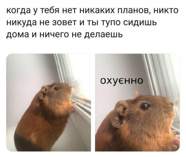 Картинки и мемы, всем хороших выходных