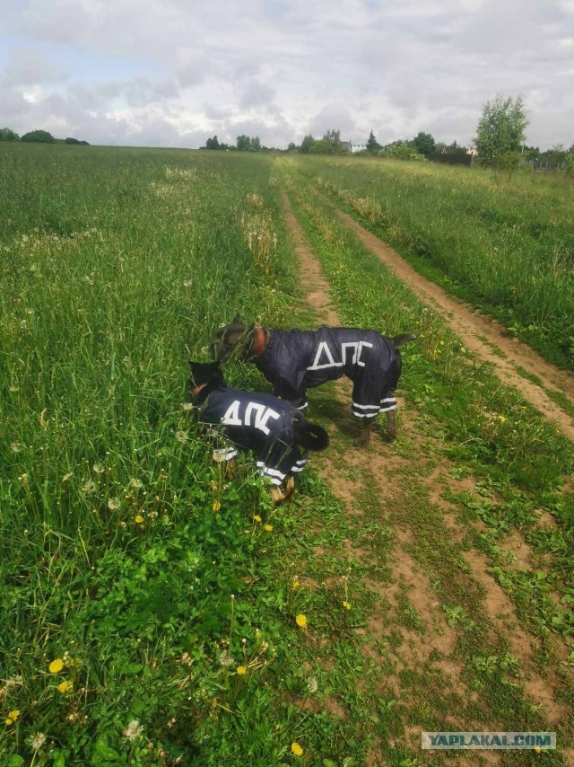 Да здравствует собакочетверг