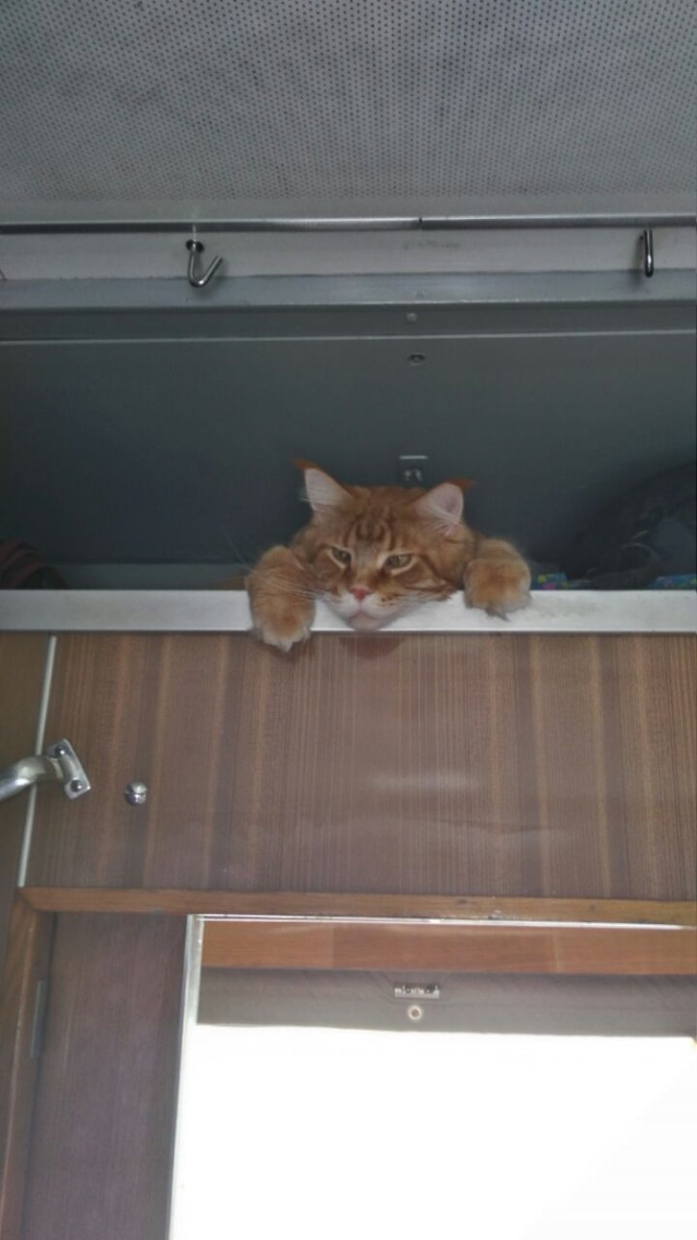 На поезде с кошариком
