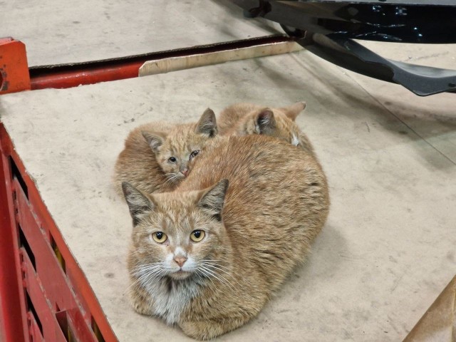Коты пролетарии