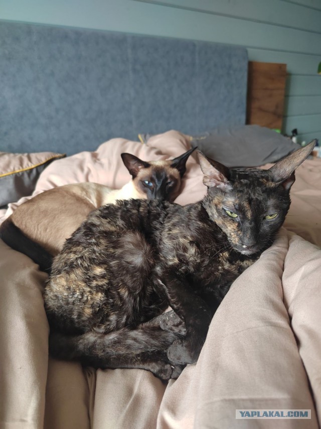 Котовторник! 16+ Коллеги-рабы, отмечаемся, у кого хозяину много лет!