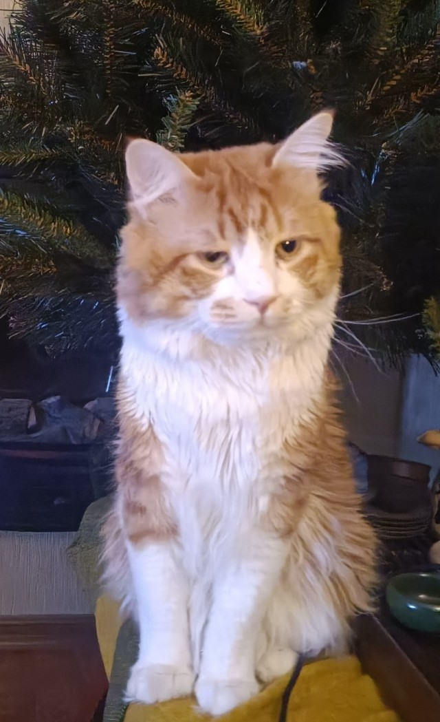 Новогодний кот