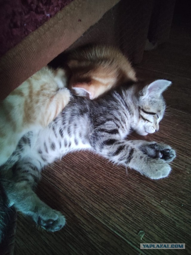 Всех с котовторником