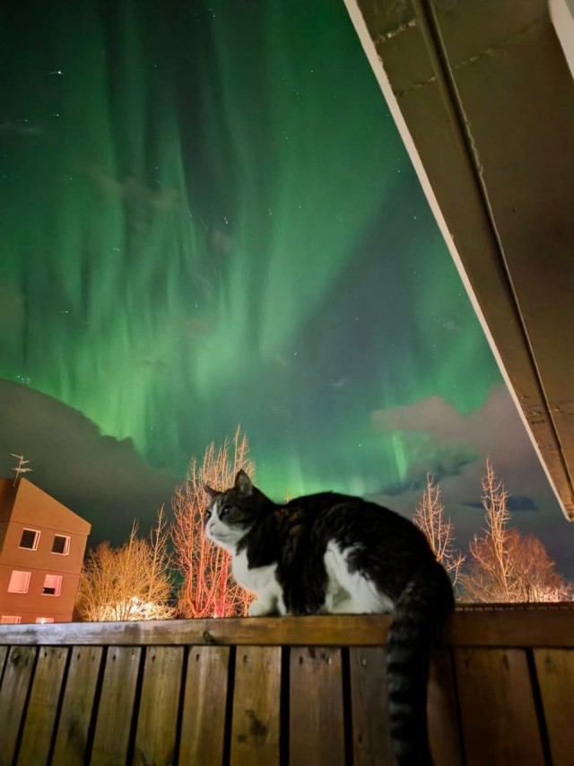 Кошка наблюдает за северным сиянием в Исландии, 16 марта 2025.