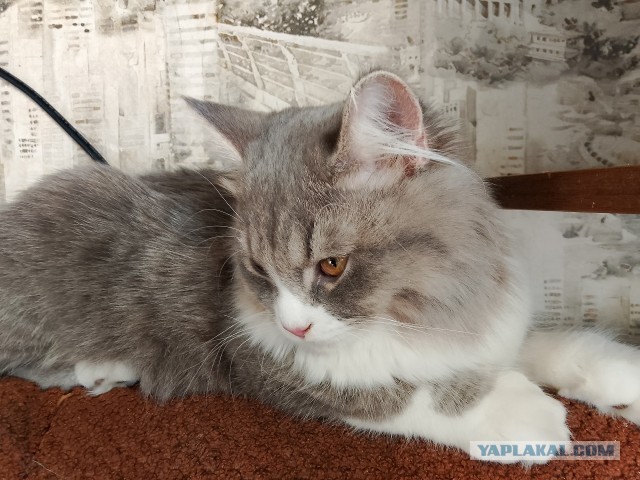 Стал рабом второй раз