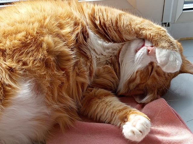 К котовторнику. Мася и её реснички (2 фото)