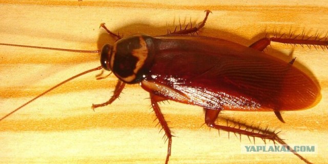 В Калининградской области в янтаре обнаружили таракана возрастом 35 млн лет