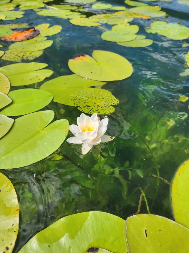 Алаколь. Всё включено отдыхать хорошо, а дикарями лучше