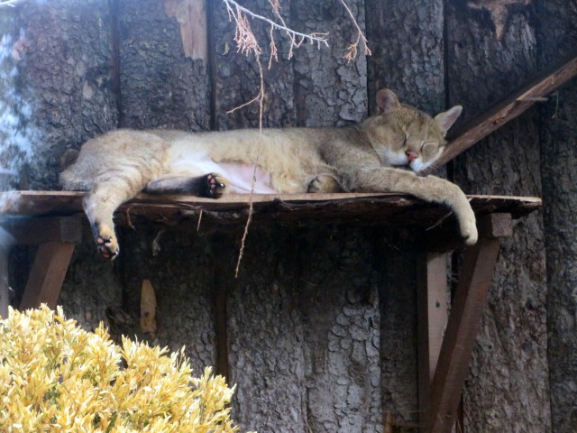 Откуда взялись кошки?