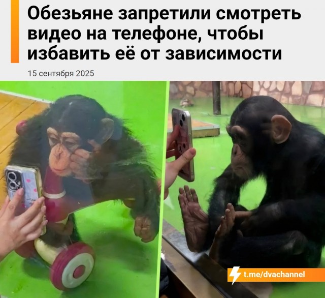 Обезьяне запретили смотреть тиктоки, чтобы избавить её от зависимости