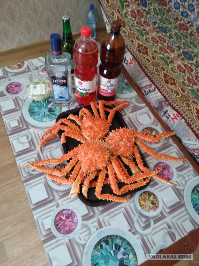 Членистоногие под пивко!