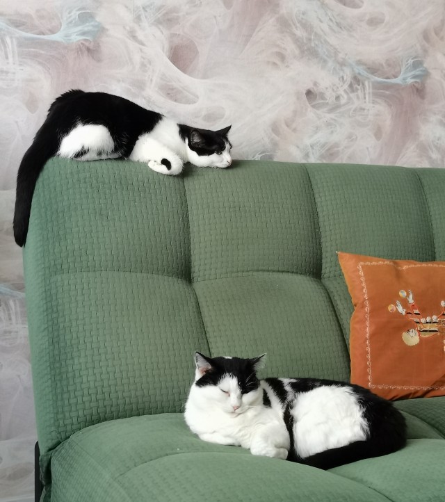 Морские котики