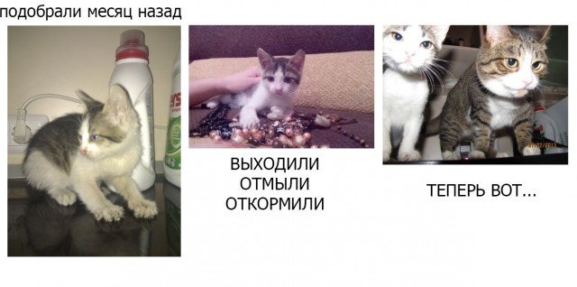 Котовторник 9.07.2013